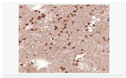 6066c70ac8196.png image.png